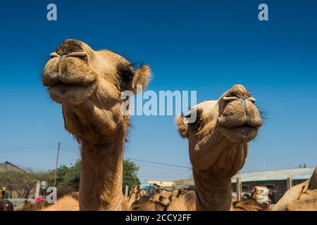 Kamele auf dem Kamelmarkt, Hargeisa, Somaliland, Somalia Stockfoto