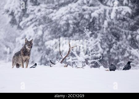 Der Grauwolf (Canis lupus) beobachtet Raben (Corvus corax), die sich auf der Karkasse, der Winterwiese, der podkarpackie, dem Bieszczady Gebirge, Polen ernähren Stockfoto