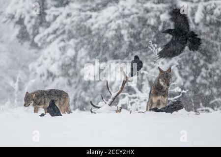 Wolfsrudel (Canis lupus) beobachtet Raben (Corvus corax), die sich auf der Karkasse, der Winterwiese, dem podkarpackie, dem Bieszczady Gebirge, Polen ernähren Stockfoto