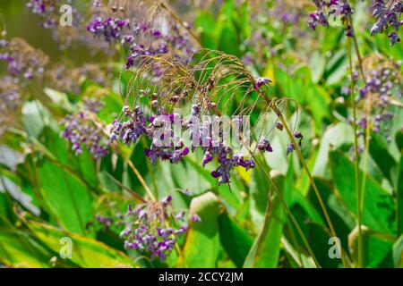 Lila Schilfblumen aus der Nähe des Teiches Stockfoto