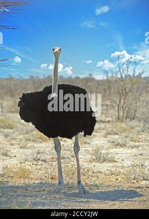 Männchen Schwarzer Strauß steht auf der trockenen Etosha Pfanne mit einem leuchtend blauen bewölkten Himmel, Namibia Stockfoto