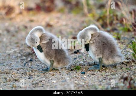 Muter Schwan (cygnus olor), zwei Küken am Ufer, Deutschland Stockfoto