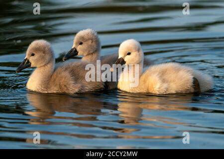 Muter Schwan (cygnus olor), drei Küken schwimmen, Deutschland Stockfoto