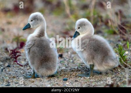 Muter Schwan (cygnus olor), zwei Küken am Ufer, Deutschland Stockfoto