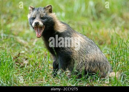 Marderhund (Nyctereutes procyonoides) im Gras liegender Welpe, Deutschland Stockfoto