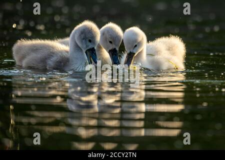 Muter Schwan (cygnus olor), drei Küken schwimmen, Deutschland Stockfoto