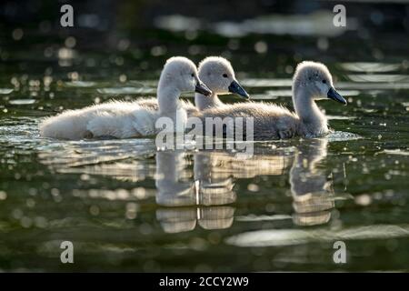 Muter Schwan (cygnus olor), drei Küken schwimmen, Deutschland Stockfoto