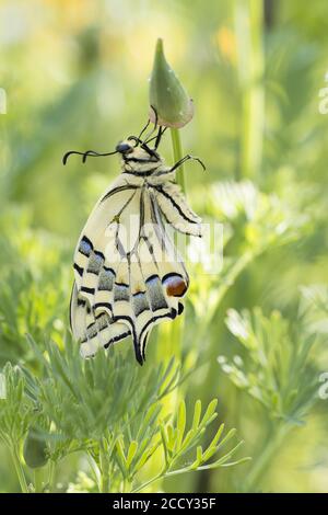 Schwalbenschwanz (Papilio machaon) an Knospen von kalifornischem Mohn (Eschscholzia californica), Hessen, Deutschland Stockfoto