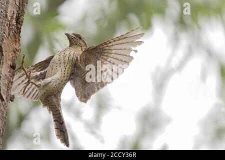 Eurasian Wryneck (Jynx torquilla), landet mit Nahrung im Schnabel in der Zuchthöhle, Hessen, Deutschland Stockfoto