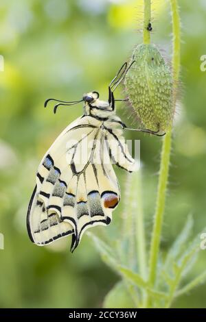 Schwalbenschwanz (Papilio machaon) bis Knospe von Mohnblumen (Papaver rhoeas), Hessen, Deutschland Stockfoto