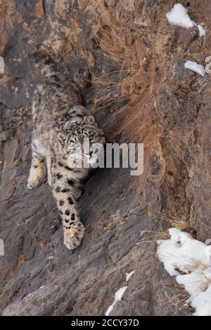 Schneeleopard (Panthera uncia) auf Felsen, Spiti-Region des indischen Himalaya, Indien Stockfoto