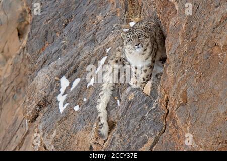 Schneeleopard (Panthera uncia) auf Felsen, Spiti-Region des indischen Himalaya, Indien Stockfoto