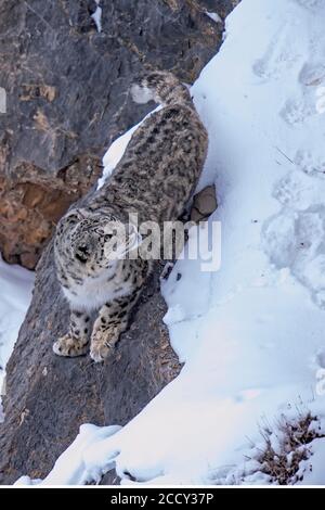 Schneeleopard (Panthera uncia) auf Felsen, Spiti-Region des indischen Himalaya, Indien Stockfoto