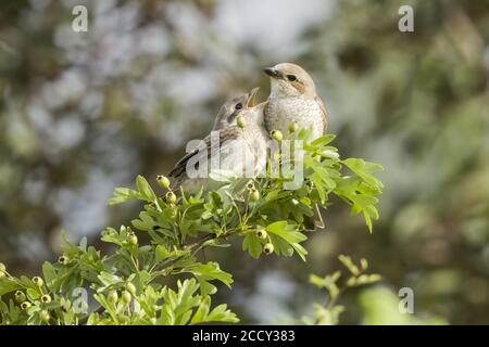 Rotrückenwürger (Lanius collurio), Jungvogel bettelt erwachsenes Weibchen um Nahrung, Hessen, Deutschland Stockfoto