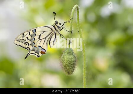 Schwalbenschwanz (Papilio machaon) bis Knospe von Mohnblumen (Papaver rhoeas), Hessen, Deutschland Stockfoto