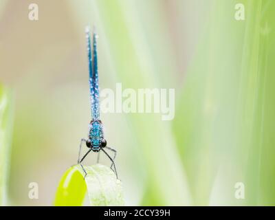 Gebänderte demoiselle (Calopteryx splendens), Männchen, auf Schilfstiel (Phragmites communis), Frontalansicht, Hessen, Deutschland Stockfoto