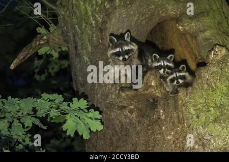 Waschbären (Procyon lotor), Vixen mit zwei Jungtieren, die aus ihrer Baumhöhle schauen, Hessen, Deutschland Stockfoto