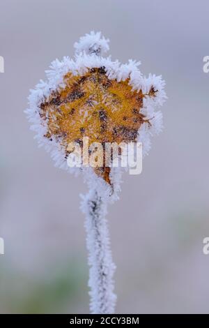 Autumnal gefärbtes Blatt eines (Betula) im Raureif, Goldenstedter Moor, Goldenstedt, Niedersachsen, Deutschland Stockfoto