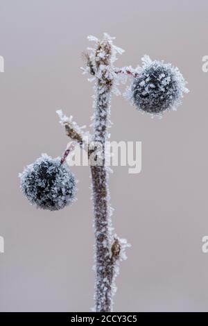 Gefrorene Beere einer Traubenkirsche (Prunus padus L.) im Raureif, Winter, Goldenstedter Moor, Goldenstedt, Niedersachsen, Deutschland Stockfoto