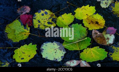 Herbstlich gefärbte Blätter der (Populus tremula) im Wasser, Ahlhorn, Niedersachsen, Deutschland Stockfoto