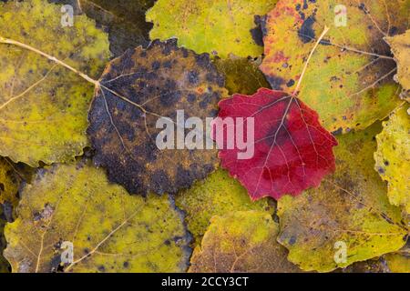 Blatt eines (Populus tremula) auf dem Eis eines Sees im Herbst, Laubfärbung, Goldenstedt, Oldenburger Münsterland, Niedersachsen, Deutschland Stockfoto