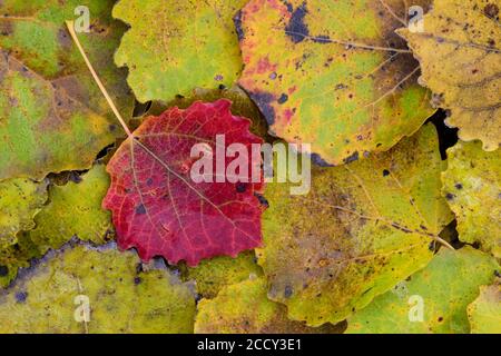 Rot gefärbtes Blatt eines (Populus tremula) im Herbst, Goldenstedt, Oldenburger Münsterland, Niedersachsen, Deutschland Stockfoto