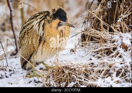 Eurasische Seeschwalbe (Botaurus stellaris) im Winter bei der Nahrungssuche, Ochsen Moor, Dümmer, Huede, Niedersachsen, Deutschland Stockfoto