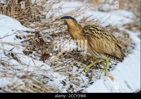 Eurasische Seeschwalbe (Botaurus stellaris) im Winter bei der Nahrungssuche, mit Fischen als Beute, Ochsen Moor, Dummer, Herden, Niedersachsen, Deutschland Stockfoto