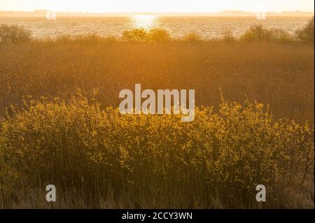 Sonnenaufgang am Ufer des Dümmer Sees, Dümmerlohhausen, Niedersachsen, Deutschland Stockfoto