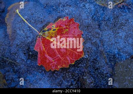 Blatt eines (Populus tremula) auf dem Eis eines Sees im Herbst, Laubfärbung, Goldenstedt, Oldenburger Münsterland, Niedersachsen, Deutschland Stockfoto