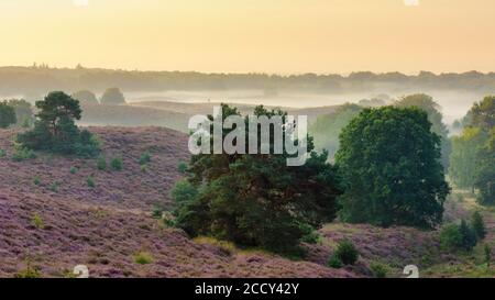 Kiefer in blühenden Heide mit Nebel in den Tälern, Baum, Heide Landschaft, Nationalpark Veluwezoom, Arnhem, Niederlande Stockfoto