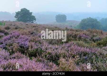 Kiefer in blühenden Heide mit Nebel in den Tälern, Baum, Heide Landschaft, Nationalpark Veluwezoom, Arnhem, Niederlande Stockfoto