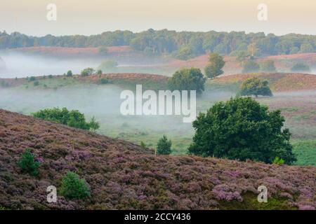 Blühende Heide mit Nebel in den Tälern, Eiche, Heidelandschaft, Nationalpark Veluwezoom, Arnhem, Niederlande Stockfoto