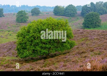 Eiche in blühender Heide mit Nebel in den Tälern, Baum, Heidelandschaft, Nationalpark Veluwezoom, Arnhem, Niederlande Stockfoto