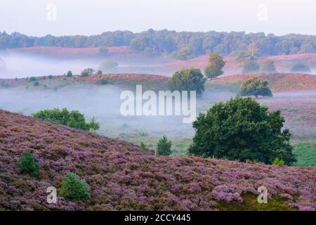 Blühende Heide mit Nebel in den Tälern, Eiche, Heidelandschaft, Nationalpark Veluwezoom, Arnhem, Niederlande Stockfoto