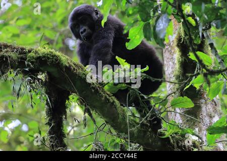 Berggorilla (Gorilla beringei beringei) Affen, Primaten (Anthropoidea) Kletterbaum, Säugetiere, Regenwald, Kibale NP, Uganda, Ostafrika Stockfoto