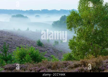 Blühende Heide mit Nebel in den Tälern, Birke, Heidelandschaft, Nationalpark Veluwezoom, Arnhem, Niederlande Stockfoto