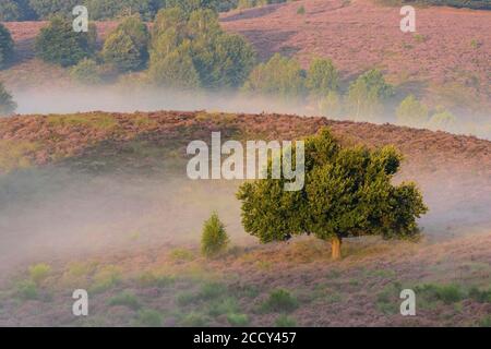 Eiche in blühender Heide mit Nebel in den Tälern, Baum, Heidelandschaft, Nationalpark Veluwezoom, Arnhem, Niederlande Stockfoto