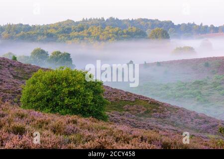 Eiche in blühender Heide mit Nebel in den Tälern, Baum, Heidelandschaft, Nationalpark Veluwezoom, Arnhem, Niederlande Stockfoto