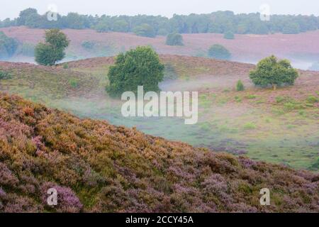 Eiche in blühender Heide mit Nebel in den Tälern, Baum, Heidelandschaft, Nationalpark Veluwezoom, Arnhem, Niederlande Stockfoto