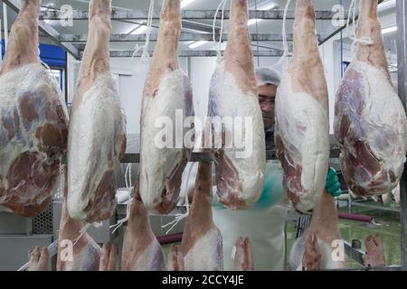 Qualitätskontrollarbeiter für Schinken, Werk Cantimpalos, Provinz Segovia, Spanien Stockfoto