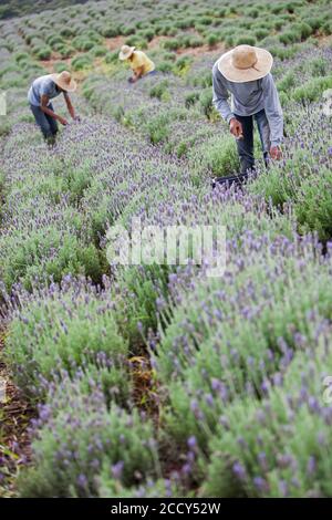 Sammeln von Lavendelblüten auf der Öko-Farm Sao Benedito, Sao Paulo, Brasilien Stockfoto