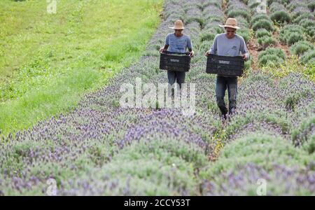 Sammeln von Lavendelblüten auf der Öko-Farm Sao Benedito, Sao Paulo, Brasilien Stockfoto