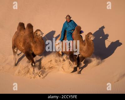 Galoppierende Kamele. Khongor Sanddünen. Provinz Umnugobi, Mongolei Stockfoto