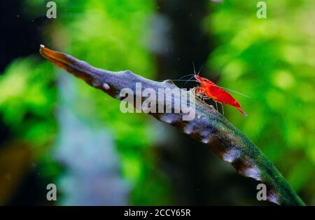Große feuerrote oder Kirschzwerg Garnelen mit grünem Hintergrund im Süßwasser Aquarium. Stockfoto