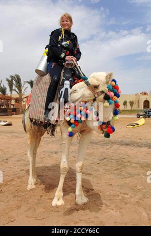 Taucher in Ausrüstung auf Dromedar (Camelus dromedarius), El Gouna, Ägypten Stockfoto