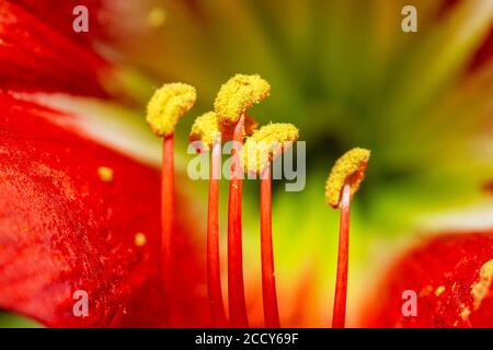 Rote Amaryllis, Staubgefäße, Makrofotografie Beau Bassin, Mauritius Stockfoto