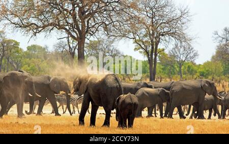 Elefantenherde und Zebra auf der Afrikanischen Ebene. Einige Elefanten sprühen Staub über sich selbst, um den Hwange National Park, Simbabwe, abzukühlen Stockfoto