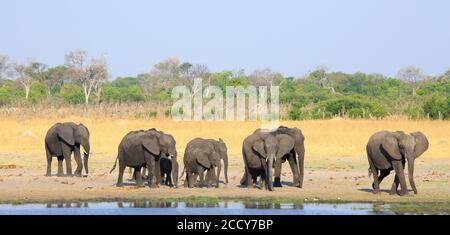 Gerade Linie von Elefanten neben einem Wasserloch mit einem schönen blassblauen Himmel und natürlichen Busch Hintergrund in Hwange National Park, Simbabwe Stockfoto