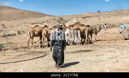Kamelzüchter mit Kamelen in den Bergen nördlich von Salalah, Oman Stockfoto